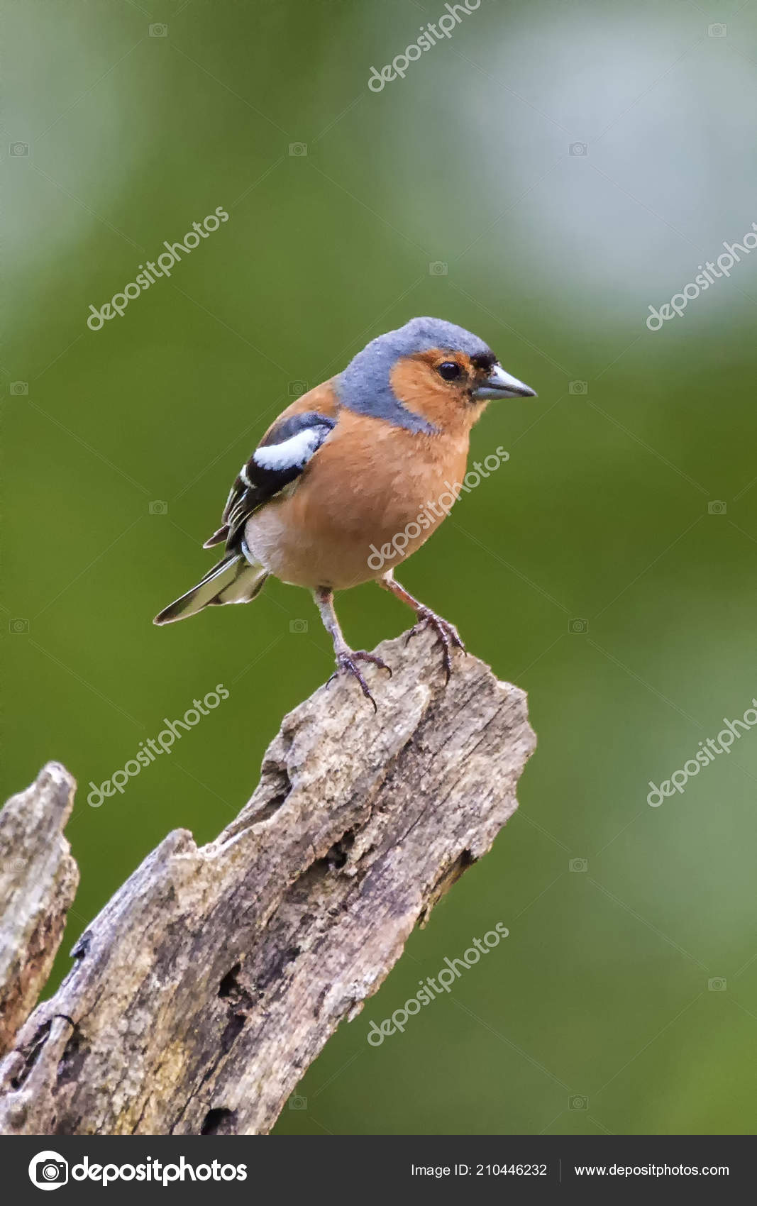 Garden Bird Identification Chart Download