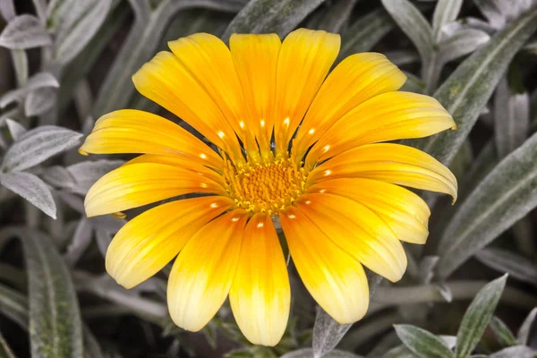 Gazania Talang Series Våren Sommaren Blommande Växt Känd Som Treasure — Stockfoto