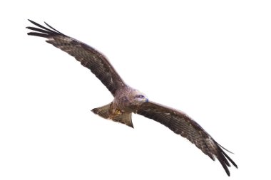 Siyah uçuş yayılmış Kanatlı uçan çaylak (Milvus migrans) kesip ve beyaz bir arka plan üzerinde izole