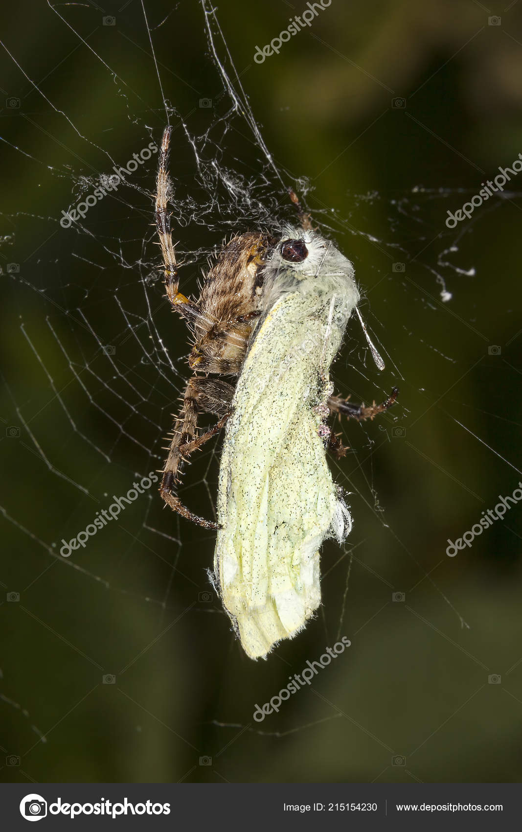 Common Garden Spider Cabbage White Butterfly Which Has Caught Its