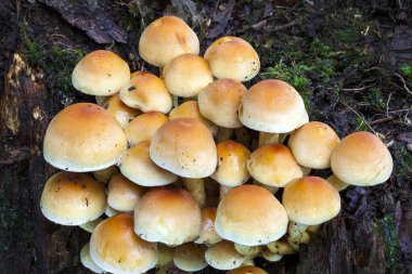 Kez toadstalls adı verilen Woodland mantar mantar