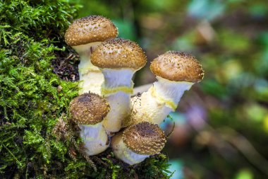 Kez toadstalls adı verilen Woodland mantar mantar