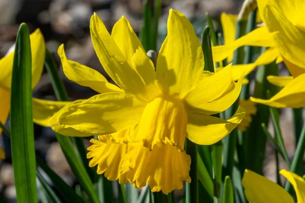 Påsklilja Narcissus Februari Guld Gul Blomma Lökväxter Som Växer Utomhus — Stockfoto