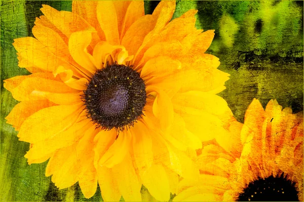 Rudbeckia Hirta Goldilocks Plante Fleurs Avec Fond Effet Texture Multicolore — Photo