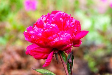 Peony lactiflora 'Agida'. Kırmızı pembe bir otçul. Uzun ömürlü bahar çiçeği. 
