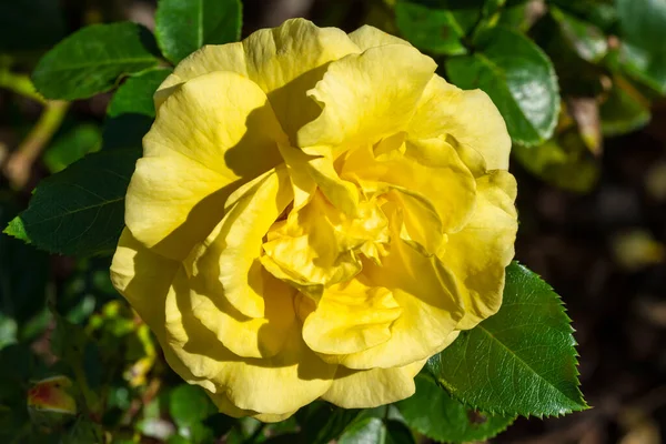 Rose Korlillub Una Primavera Una Planta Arbusto Amarillo Flor Perenne —  Fotos de Stock