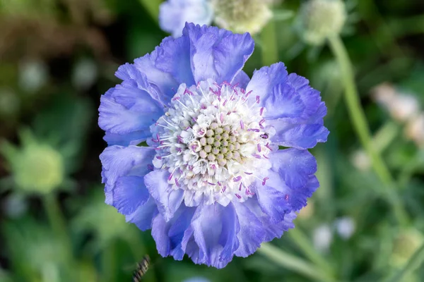 Scabiosa Caucasica Una Pianta Erbacea Blu Perenne Primavera Estate Fiore — Foto Stock