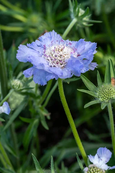 Scabiosa Caucasica Sininen Nurmikasvien Monivuotinen Kevät Kesä Kukka Kasvi Tunnetaan — kuvapankkivalokuva