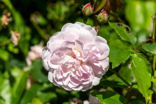 Różowy Podwójna Róża Wiosna Lato Kwiat Roślin Fotografia — Zdjęcie stockowe