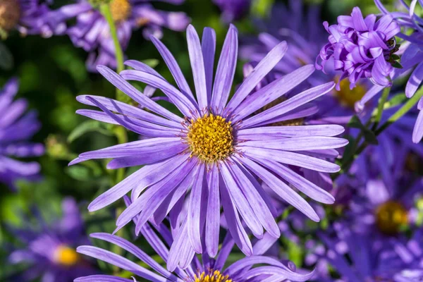 Aster Frikartii Monch Lawenda Niebieski Ziołowy Wieloletni Latem Jesienny Kwiat — Zdjęcie stockowe