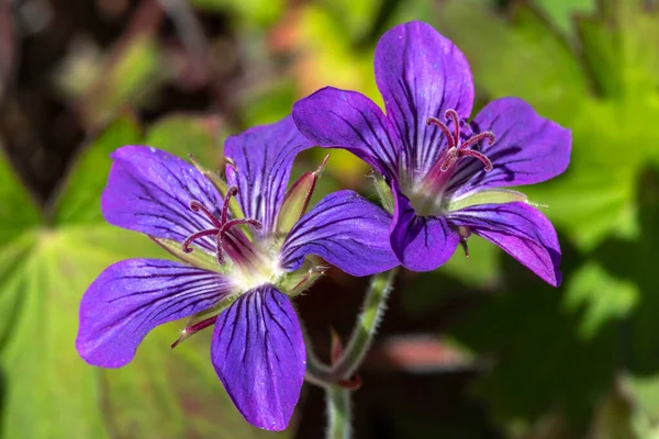 Geranium Wlassovianum Głęboki Fioletowy Ziołowy Wieloletni Wiosenny Kwiat Roślin Powszechnie — Zdjęcie stockowe