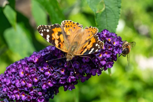 塗装済女性蝶 Vanessa Cardui 翼を持つ紫色のBuddleja花に遠出給餌 — ストック写真