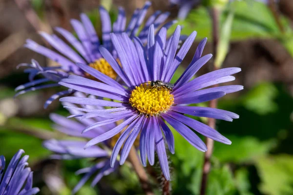 一种紫色的蓝色草本植物 秋天的多年生花植物 俗称米却马斯菊花 — 图库照片
