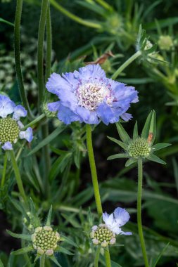 Scabiosa caucasica, sık sık iğneleyici çiçek desenli fotoğraf olarak bilinen, uzun ömürlü mavi bir bahar çiçeği bitkisi.