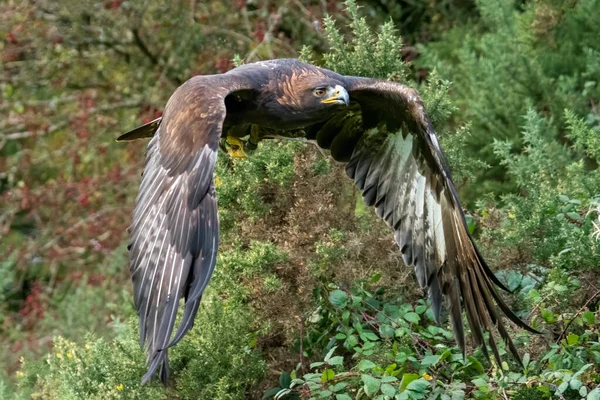 Águila Dorada Aquila Chrysaetos Volando Cayendo Picada Foto Stock Vuelo — Foto de Stock