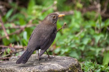 Karatavuk (Turdus merula) dişi kuş, İngiltere ve Avrupa 'da bulunan bir bahçe kuşunun kütüğüne tünemiştir.