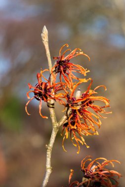 Cadı Hazel (Hamamelis) turuncu kırmızı, sarı, bahar çiçeği çalısı.