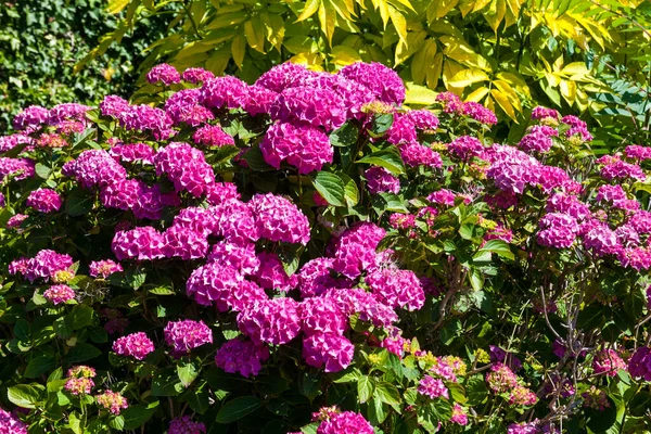 Hortensia Macrophylla Rosa Flor Completa Que Arbusto Floreciente Primavera Verano — Foto de Stock