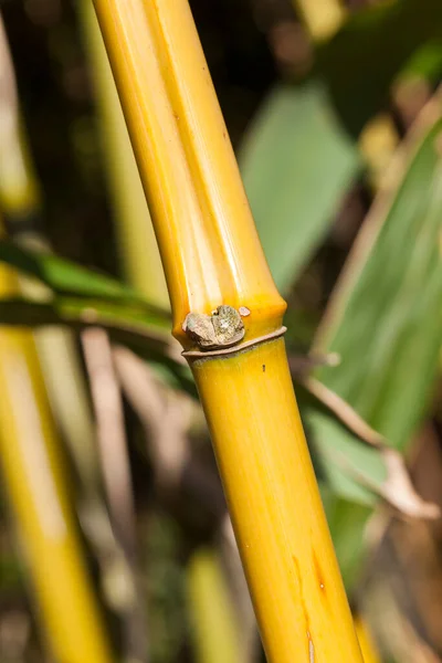 Vara Bambu Amarelo Único Caule Jardim Doméstico — Fotografia de Stock