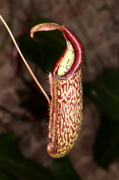 Nepenthes Uma Floresta Tropical Carnívora Inseto Comendo Planta Jarro Muitas — Fotografia de Stock