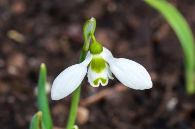 Galanthis elwesii (kar damlası) genellikle ilkbahar bahçelerinde bulunan bir kar damlası türüdür
