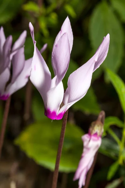 Cyclamen Persicum Winter Spring Flowering Plant Commonly Known Persian Cyclamen — Stock Photo, Image