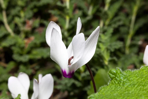 Cyclamen Persicum Winter Spring Flowering Plant Commonly Known Persian Cyclamen — Stock Photo, Image