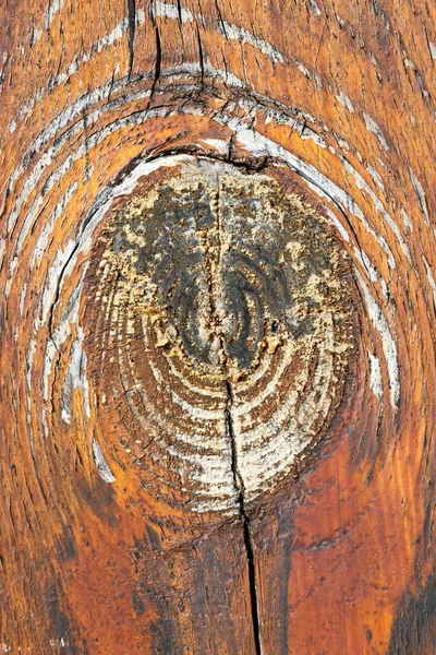 Sawn Tree Trunk Log Showing Its Annual Growth Tree Rings — Stock Photo, Image