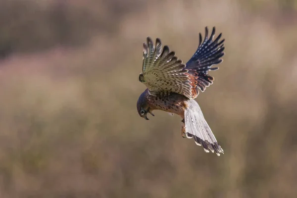 Kestrel Lebegő Elszigetelt Egy Zavartalan Háttér — Stock Fotó