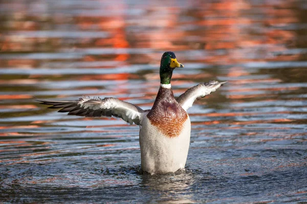 Male Mallard Duck Anus Platyrhynchos Wings Outstretched — Foto Stock