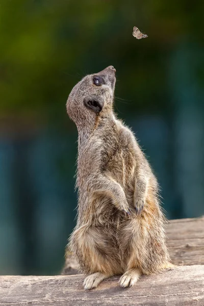 Seekor Meerkat Duduk Atas Kayu Yang Terganggu Oleh Foto Stok — Stok Foto