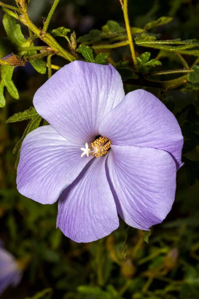 Alyogyne Huegelii Commonly Known Lilac Hibiscus Found Coastal Shrublands West — Stock Photo, Image