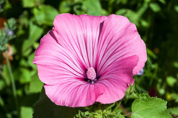 Malva Une Fleur Été Violette Rose Vif Souvent Appelée Guimauve — Photo