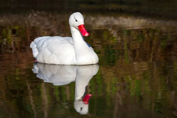 Coscoroba Swan Una Pequeña Especie Ave Acuática Blanca Que Encuentra — Foto de Stock