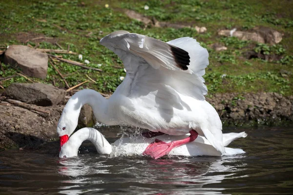 Cigni Coscoroba Che Accoppiano Con Una Piccola Specie Uccelli Acquatici — Foto Stock