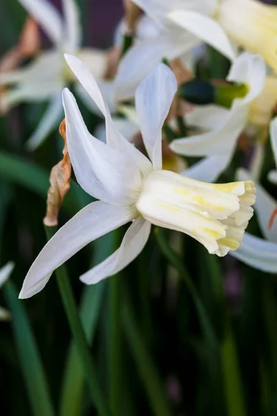 Narciso Narciso Jenny Creciendo Aire Libre Temporada Primavera —  Fotos de Stock