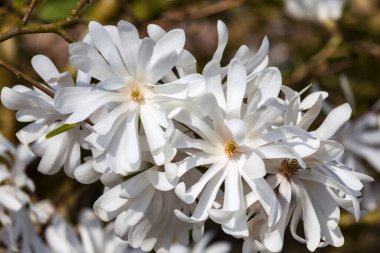 Magnolia Stellata bir kış baharı beyaz çiçek çalısı ya da yıldız manolyası olarak bilinen küçük bir ağaç.