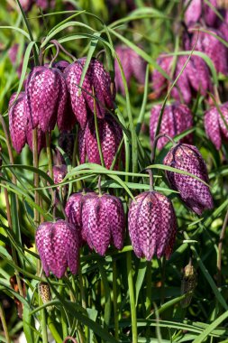 Fritillaria meleagris genellikle yılan kafası olarak bilinir. Yaygın bir bahar çiçeği bitkisi.