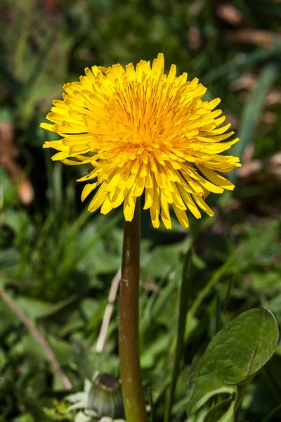 Flor Dente Leão Uma Erva Daninha Teimosa Amarela Comumente Conhecida — Fotografia de Stock