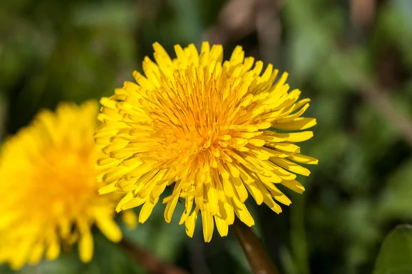 Pampeliška Květ Žlutý Tvrdohlavý Plevel Běžně Známý Jako Hodinový Květ — Stock fotografie