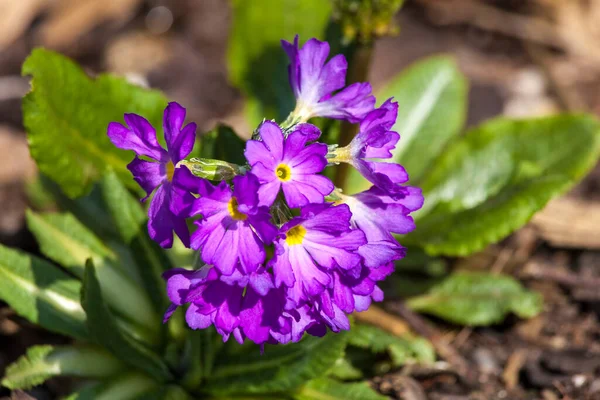 Primula Denticulata Spring Purple Perennial Flower Plant Commonly Known Drumstick — Stock Photo, Image