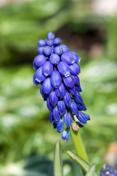 Muscari Armeniacum Spring Blue Perennial Bulbous Flower Plant Commonly Known — Stock Photo, Image