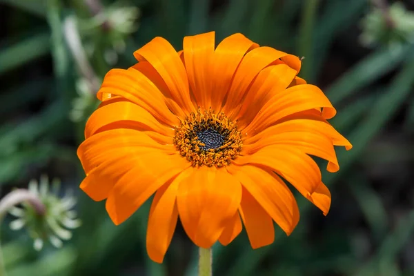 Arctotis Acaulis Zuid Afrika Bloem Plant Algemeen Bekend Als Getuft — Stockfoto