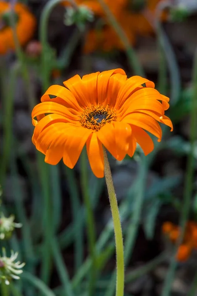 Arctotis Acaulis Zuid Afrika Bloem Plant Algemeen Bekend Als Getuft — Stockfoto