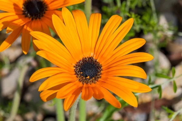 南アフリカのアルクトティス アカウリス Arctotis Acaulis South Africa の花は 一般に房状のアルクトティスまたはマリーゴールドと呼ばれる — ストック写真