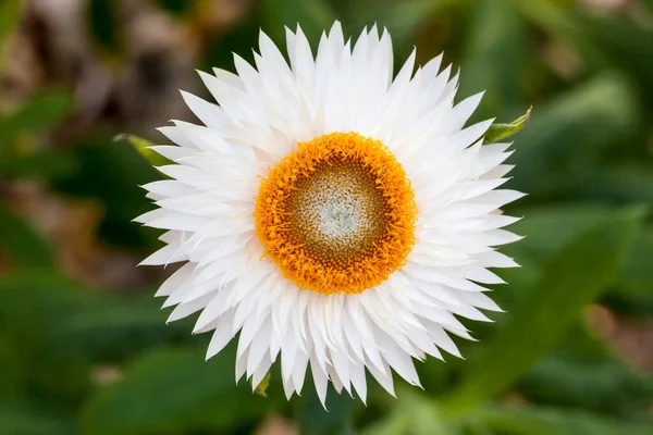 Helichysum White Common Perennial Flower Sometimes Called Strawflower Paper Daisy — Stock Photo, Image