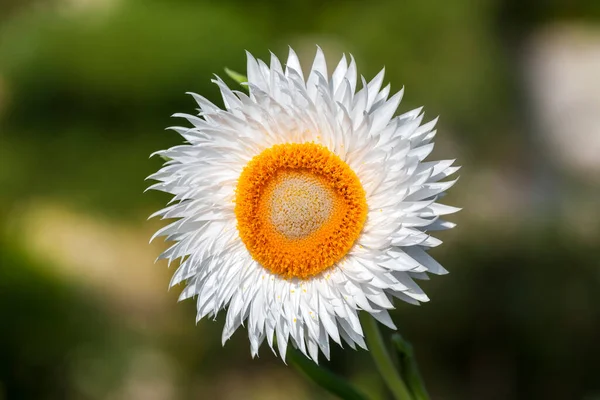 Helichysum Vit Vanlig Perenn Blomma Som Ibland Kallas Jordgubbe Papper — Stockfoto