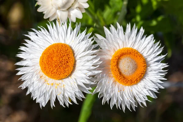 Helichysum Iwhite Common Perennial Flower Sometimes Called Strawflower Paper Daisy — Stock Photo, Image