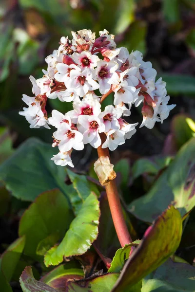 Bergenia Schmidtii Spring Pink Perennial Rhizomatous Flower Plant Commonly Known — Stock Photo, Image