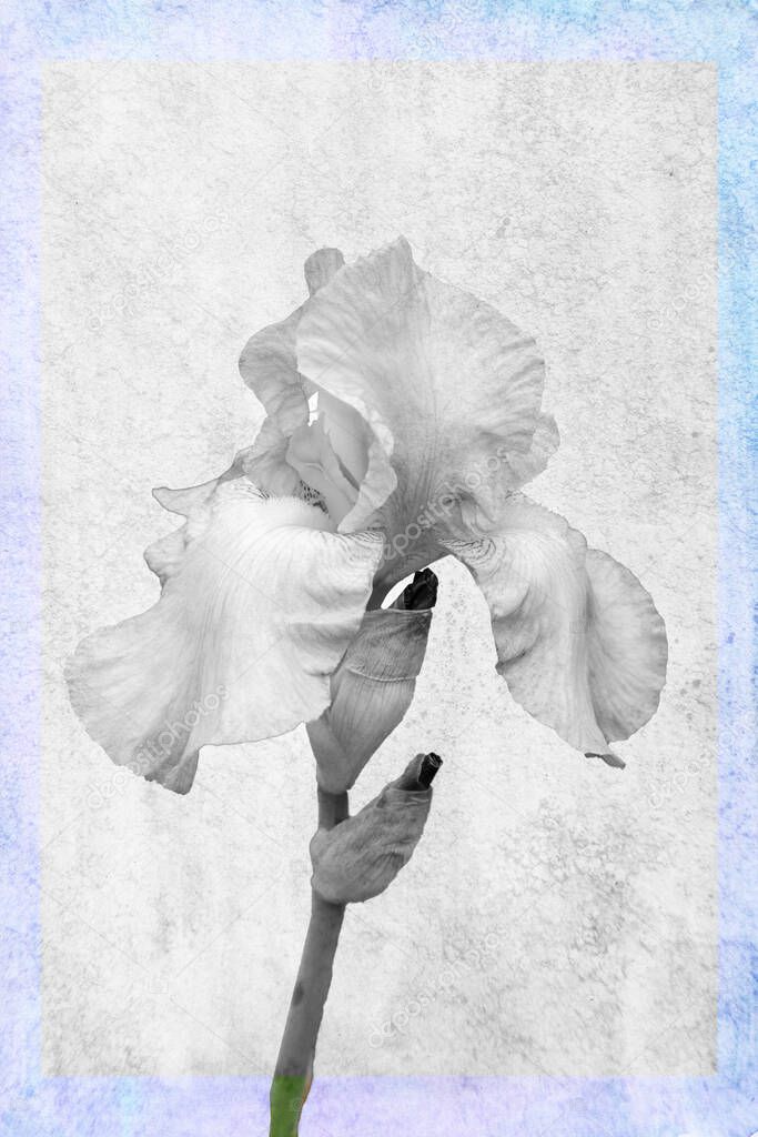 Iris pallida flower plant cut out and isolated on a textured effect background